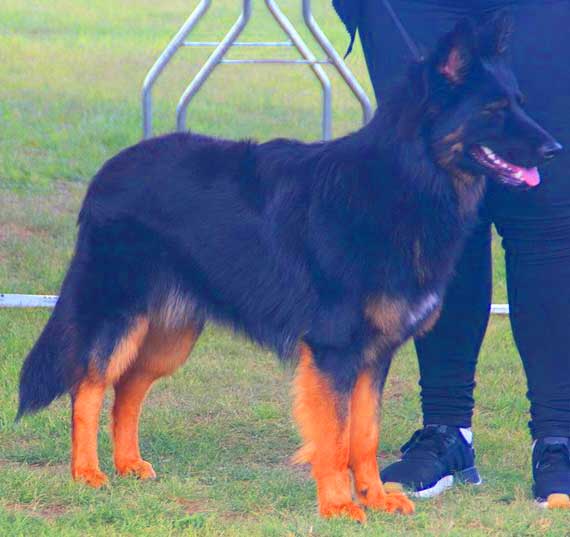 German Shepherd using the stay command