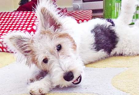 wire fox terrier with its woolly fur