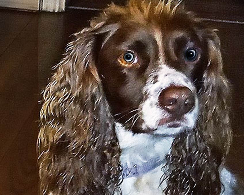 English Springer Spaniel Hypoallergenic or Not?