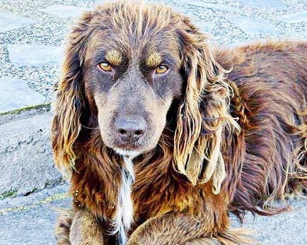 Dogs can have autism too