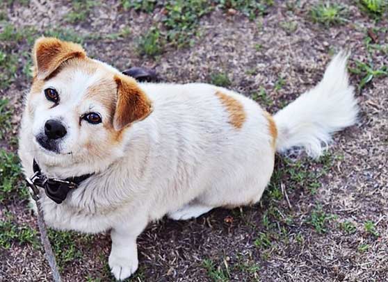 dog thinking about eating