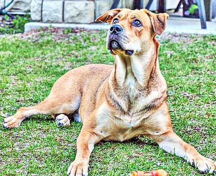 dog thinking of flying