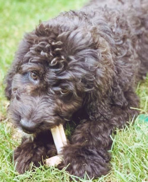 Aussiedoodles are cute but are they hypoallergenic?