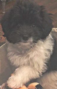 The Mini Aussiedoodle Full Grown Size May Surprise You! - FunDogFitness.com