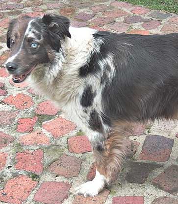 One Aussiedoodle parent will be a full grown Aussie shepherd dog