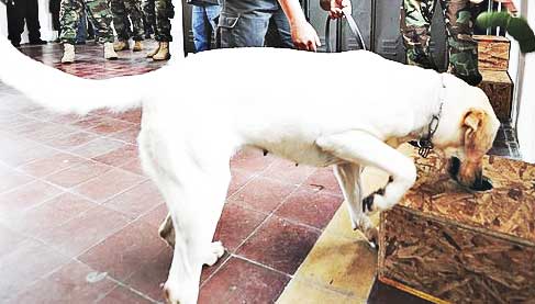 detection dog working on smelling out the hidden item