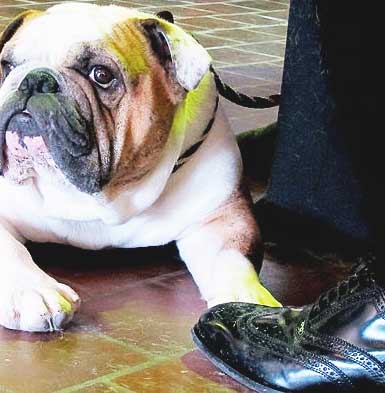 dog at someone's feet