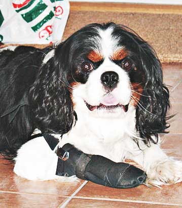 dog with a bandaged leg