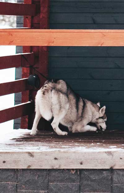 out of control dogs can cause problems