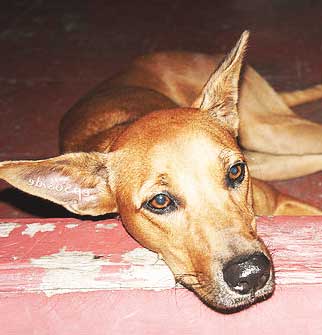 depressed dog