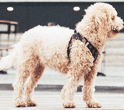 A dog crying on a walk