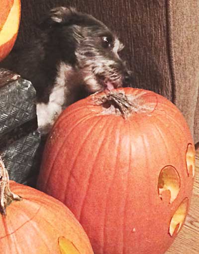 Dogs love eating pumpkin every day