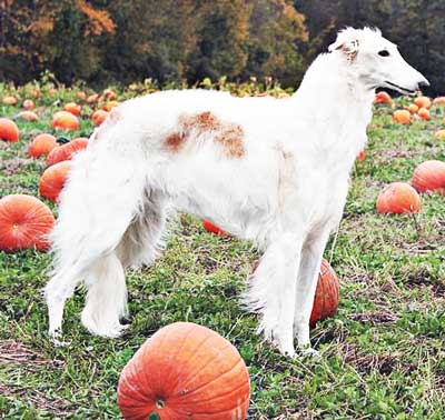 a dog thinking of eating pumpkin