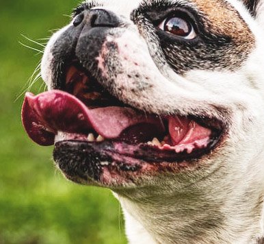 A dog's tongue can lick air for a variety of reasons
