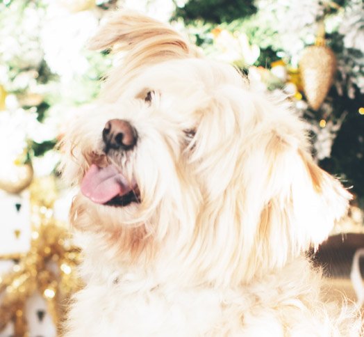 adolescent dog in front of tree