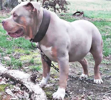 ghost marking on a tri pitbull