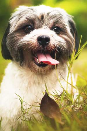 dog lying in the grass