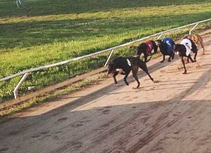 greyhounds are the fastest dogs vs each other