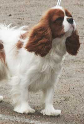 non hypoallergenic king Charles spaniel