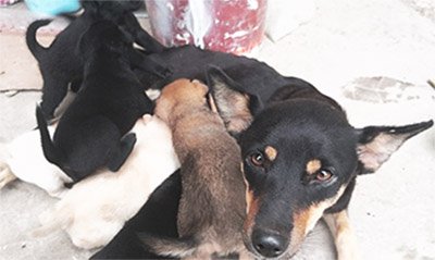 Mother dog with her puppies