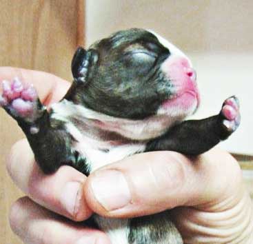 new puppy after being born