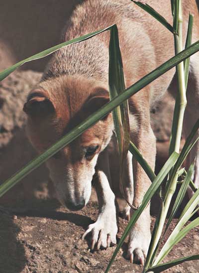 new guinea singing dog may come at a price of ownership