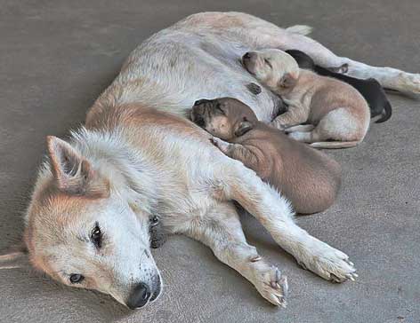 dog after pregnancy with puppies