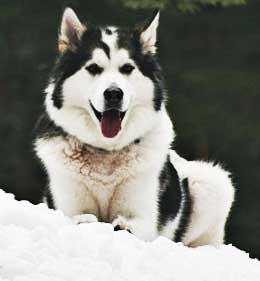 A husky in the snow