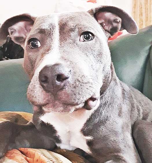 A full blooded pitbull relaxing