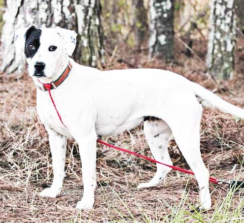 pitbull dalmatian cross breed