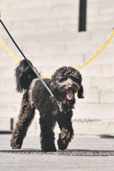 the traditional poodle cut