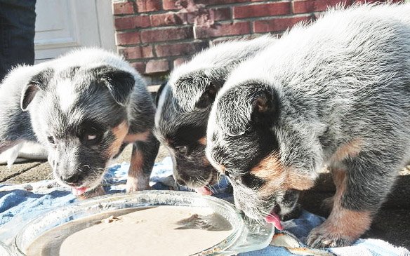 litter of Australian Cattle Dog puppies