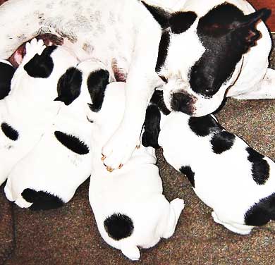 a litter of puppies with their mom