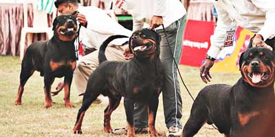 rottweilers have big heads naturally