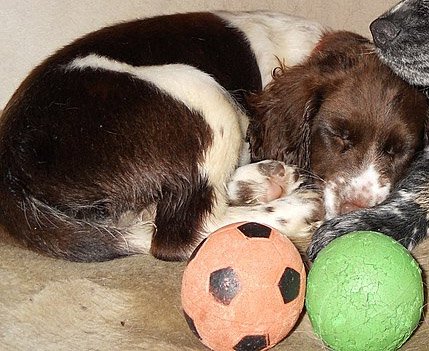 sleeping spaniel when all is calm after a rage episode