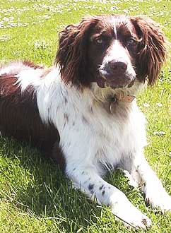 An English Springer Spaniel