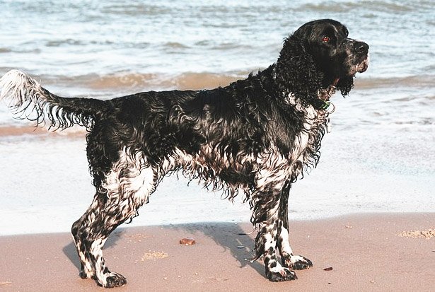 Wet springer spaniels require a lot of grooming