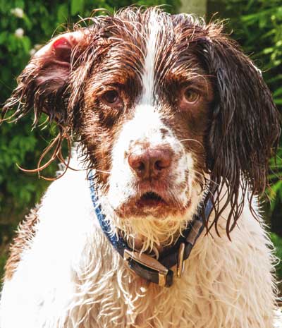 english springer spaniel with triple the color