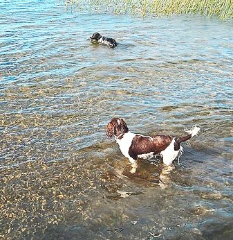 Bathe and groom a springer spaniel after swimming