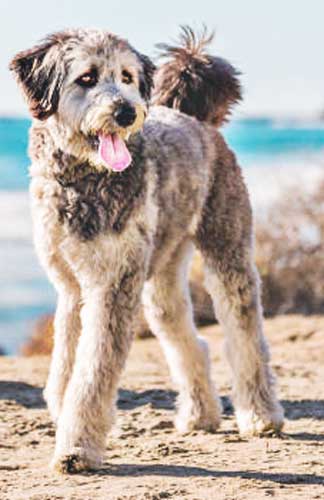 the classic Aussiedoodle teddy haircut
