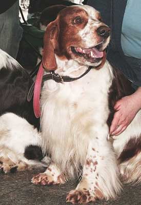 three color springer spaniel