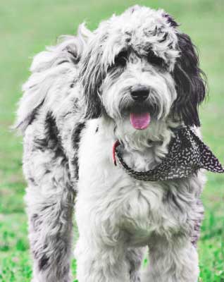 This Aussiedoodle will be needing a trim soon