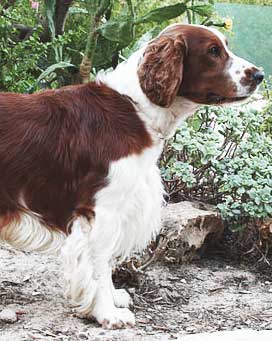 a Welsh Springer Spaniel