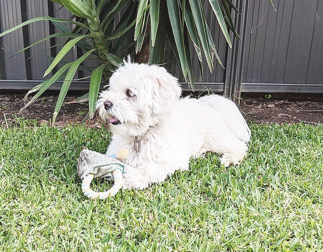 A classic white Maltipoo