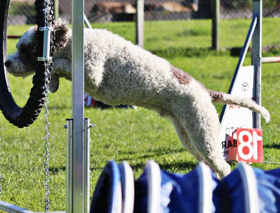 these pups love agility training