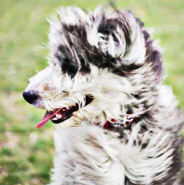 aussiedoodle fur doesn't shed a lot