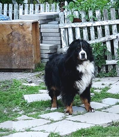 A classic Bernese with its full shedding coat