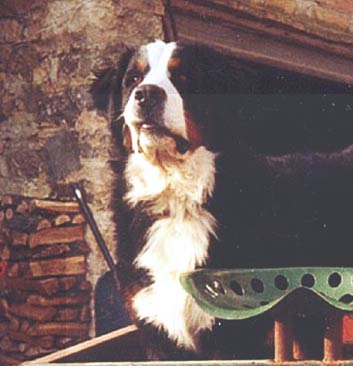 Bernese Mountain dogs do indeed shed