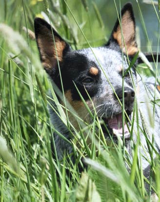 Blue heeler mixed with a rat terrier