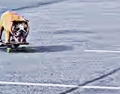 Chowder the bulldog riding a skateboard